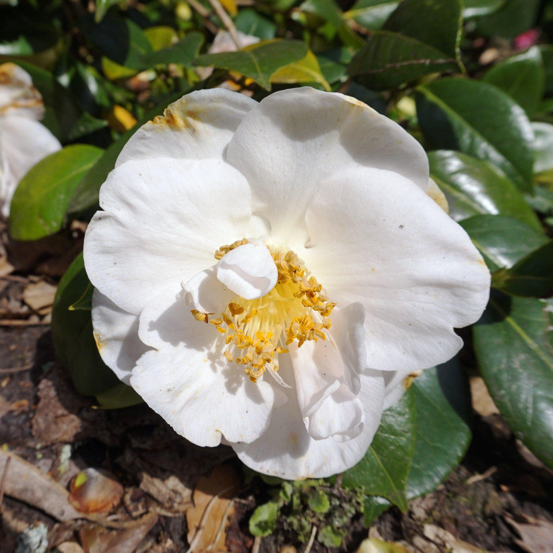 Camellia sasanqua 'Eos' ~ Eos Camellia-ServeScape