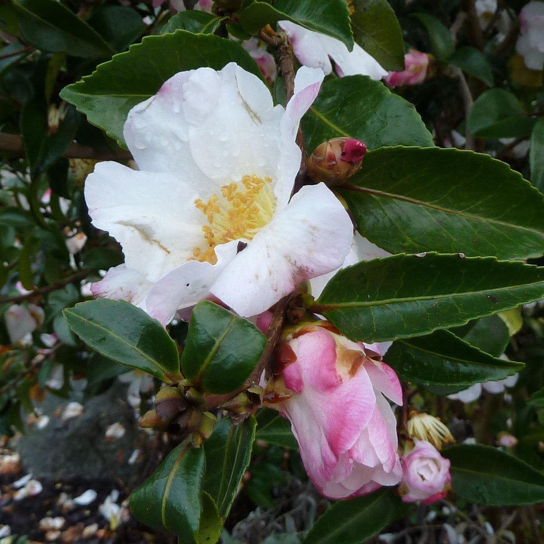 Camellia sasanqua 'Eos' ~ Eos Camellia-ServeScape