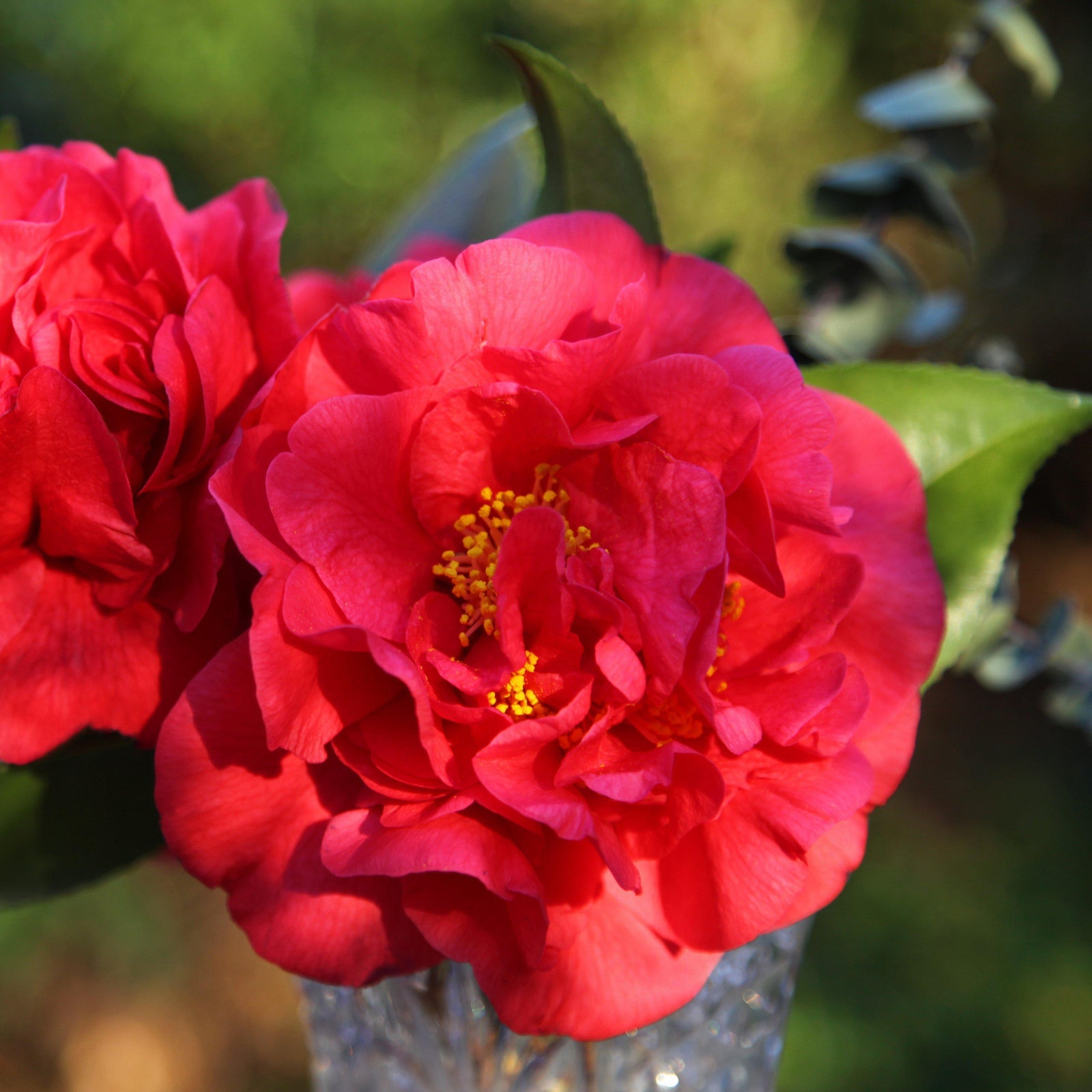 Camellia sasanqua Green 02-003' PP24538 ~ October Magic® Ruby™ Camellia - Delivered By ServeScape