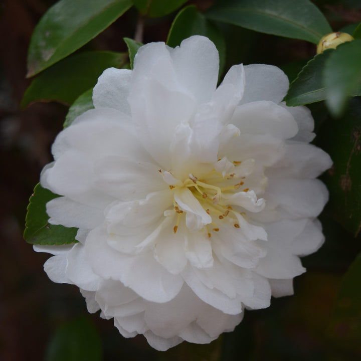 Camellia sasanqua ‘Green 02-004’ ~ October Magic® White Shi-Shi™ Camellia-ServeScape