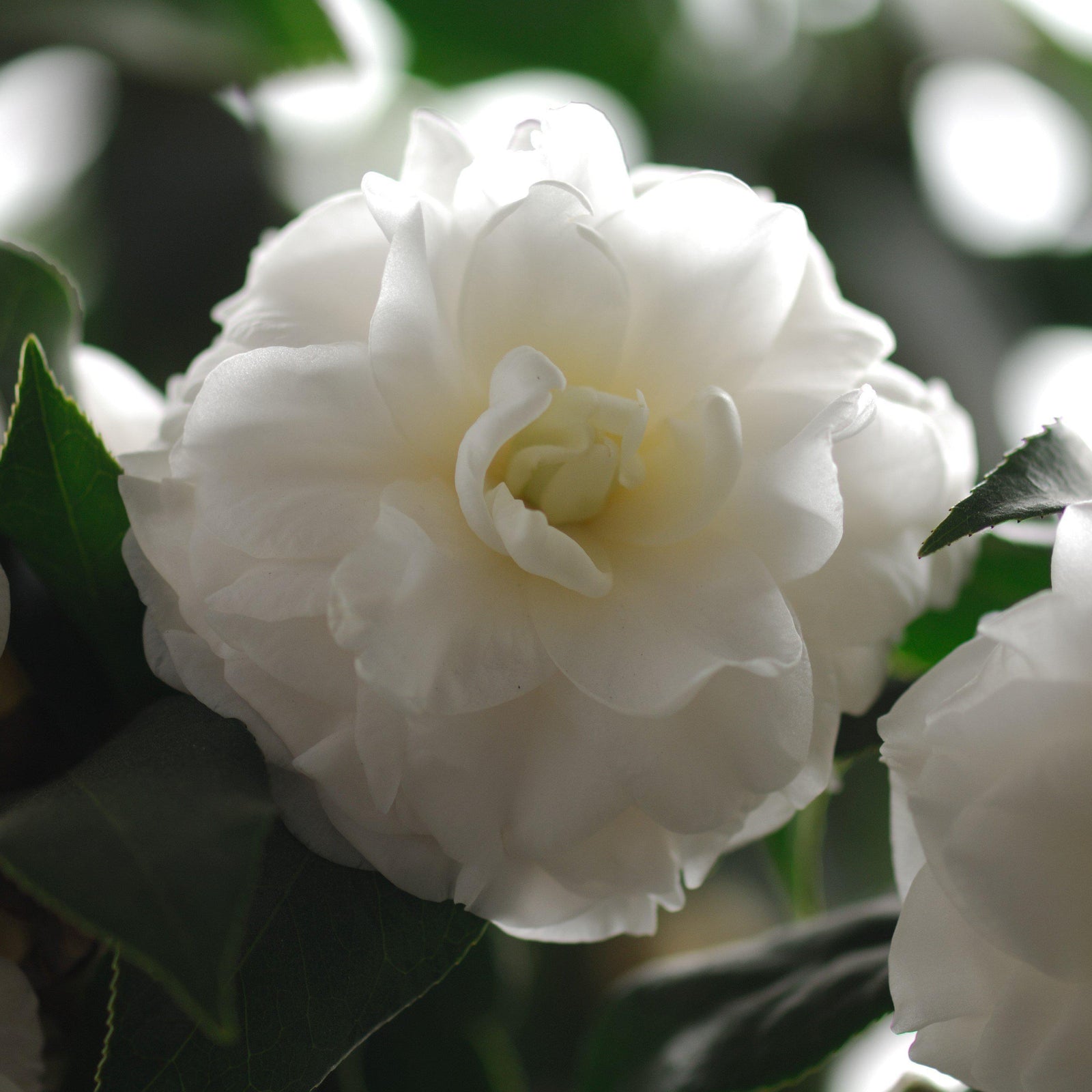 Camellia sasanqua ‘Green 02-004’ ~ October Magic® White Shi-Shi™ Camellia-ServeScape
