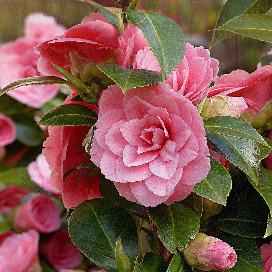 Camellia sasanqua 'Green 03-016' PP27334 ~ October Magic® Pink Perplexion™ Camellia-ServeScape