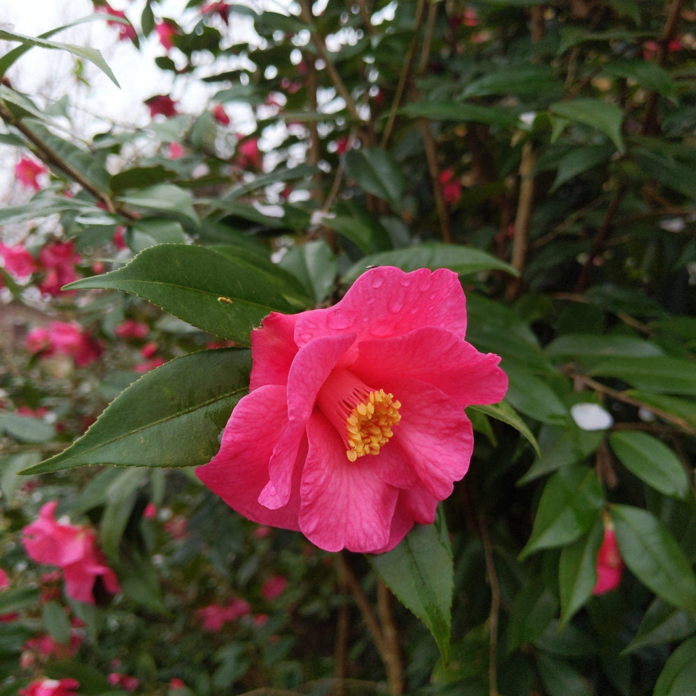 Camellia sasanqua 'Green 08-052' PP30386 ~ October Magic® Crimson N’ Clover™ Camellia - Delivered By ServeScape