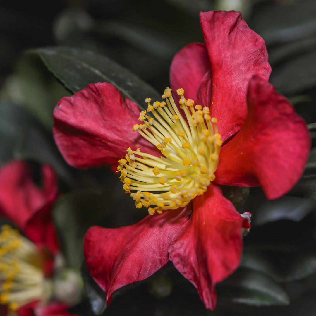 Camellia sasanqua 'Green 08-052' PP30386 ~ October Magic® Crimson N’ Clover™ Camellia - Delivered By ServeScape