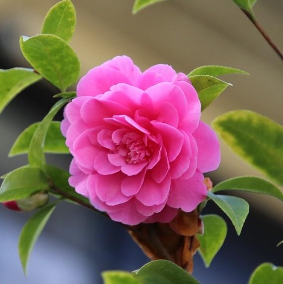 Camellia sasanqua 'Green 99-031' ~ Susy Dirr Camellia-ServeScape