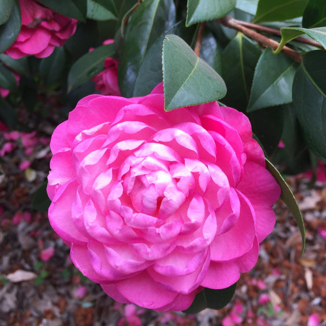 Camellia sasanqua 'Green 99-031' ~ Susy Dirr Camellia-ServeScape