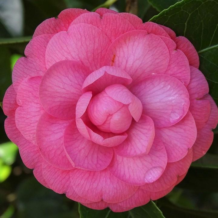 Camellia sasanqua 'Green 99-031' ~ Susy Dirr Camellia-ServeScape