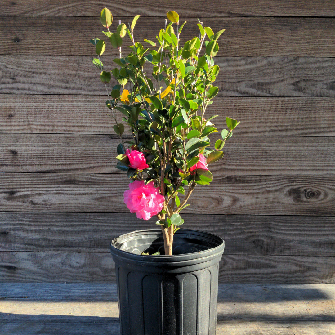 Camellia sasanqua 'Green 99-031' ~ Susy Dirr Camellia-ServeScape