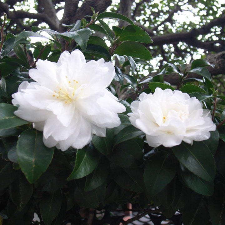 Camellia sasanqua 'Green S99-016' PP24887 ~ October Magic® Ivory™ Camellia-ServeScape