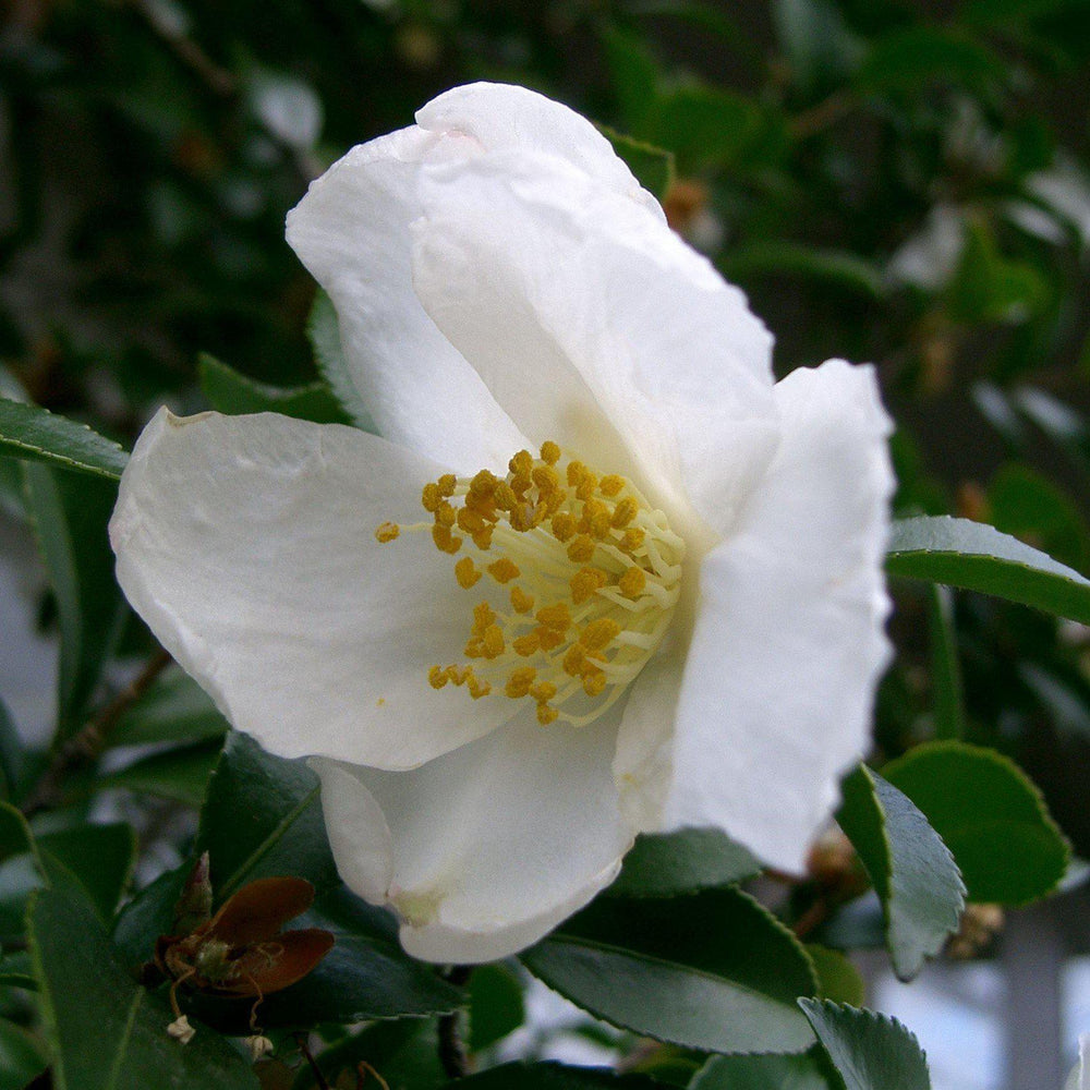 Camellia sasanqua 'Gulf Glory' ~ Gulf Glory Camellia-ServeScape