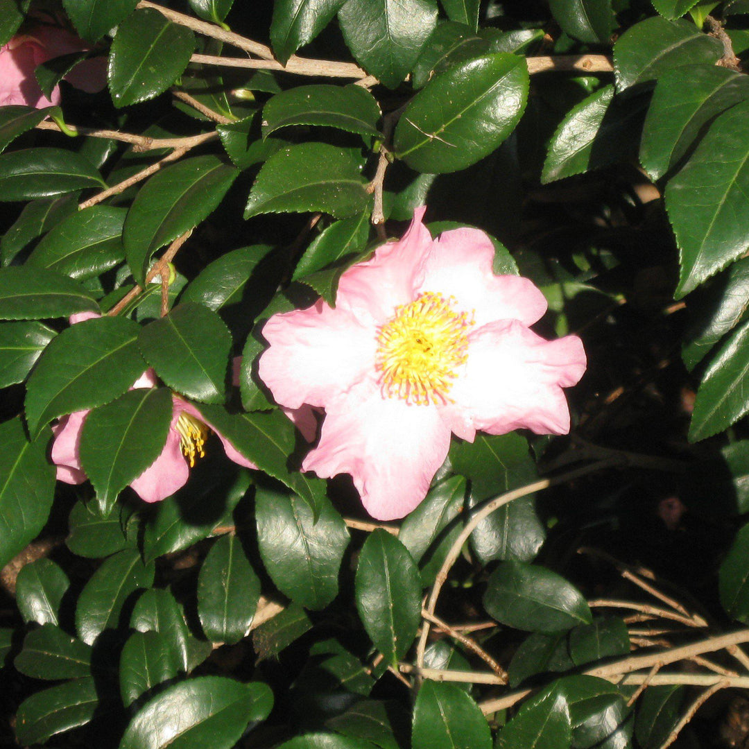 Camellia sasanqua 'Hana Jiman' ~ Hana Jiman Camellia-ServeScape