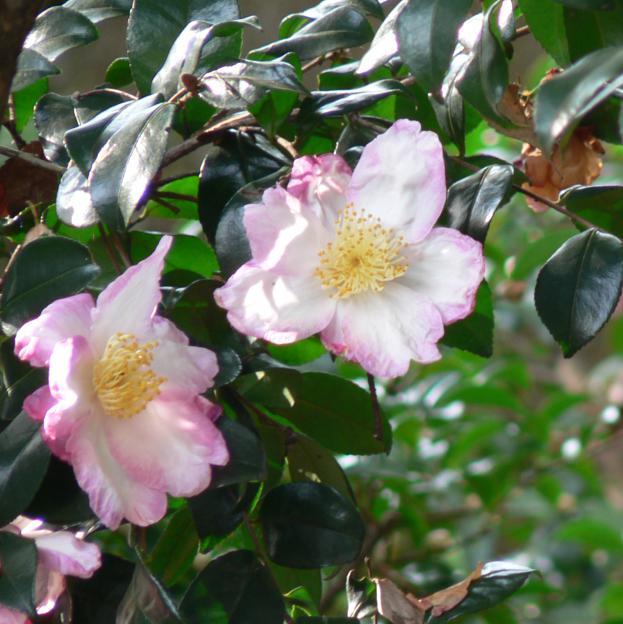 Camellia sasanqua 'Hana Jiman' ~ Hana Jiman Camellia-ServeScape