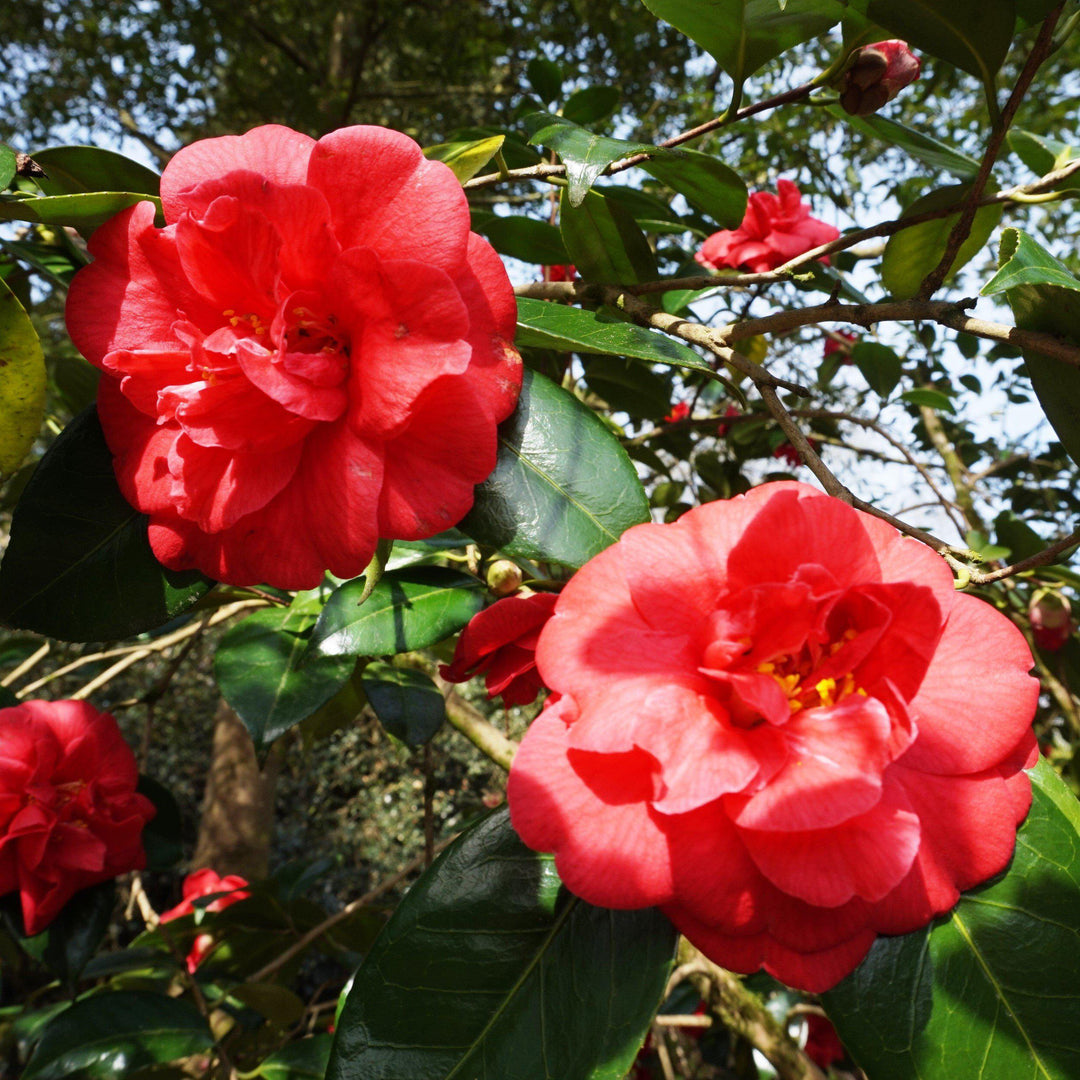 Camellia sasanqua 'Hot Flash' ~ Hot Flash Camellia-ServeScape