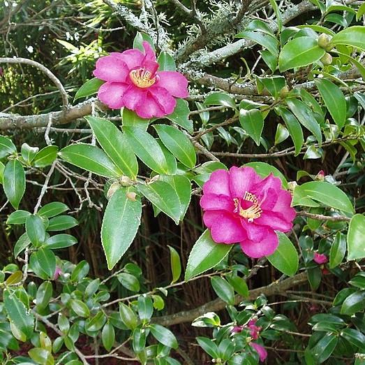 Camellia sasanqua 'Kanjiro' ~ Kanjiro Camellia-ServeScape