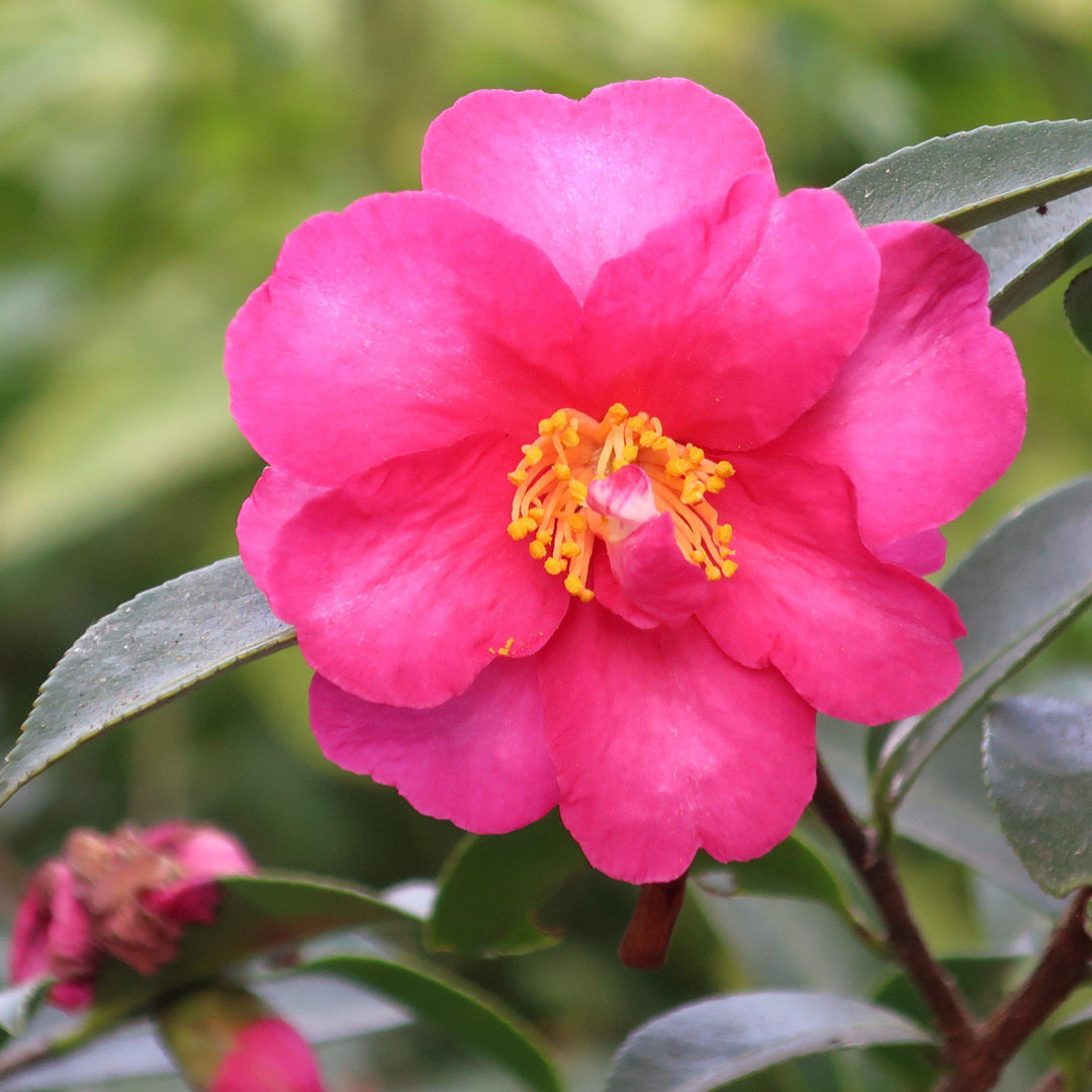Camellia sasanqua 'Kanjiro' ~ Kanjiro Camellia-ServeScape