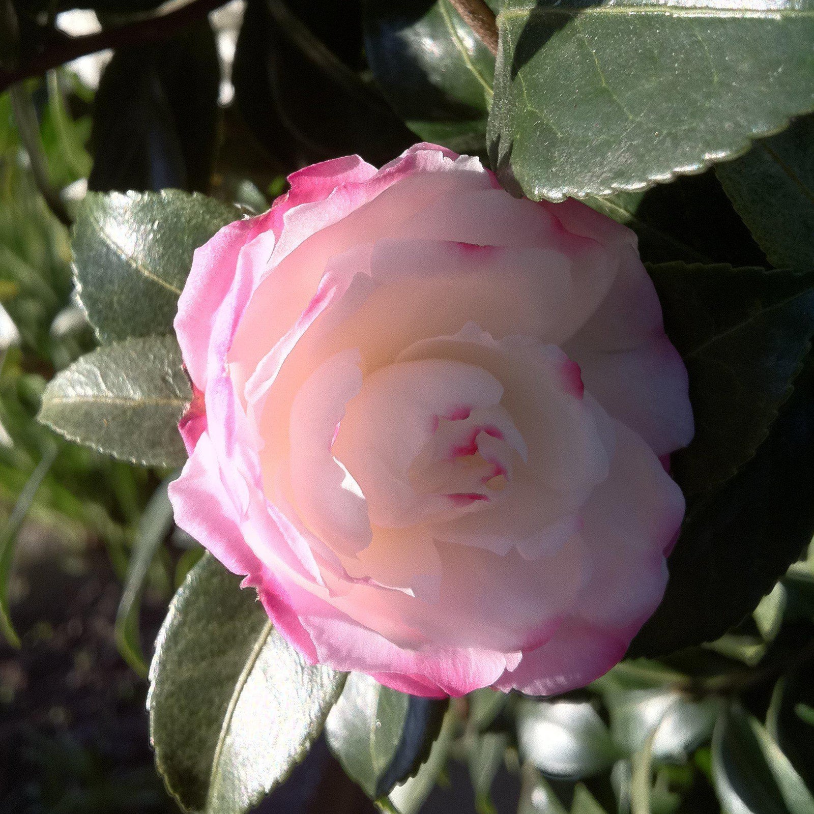 Camellia sasanqua 'Leslie Ann' ~ Leslie Ann Camellia-ServeScape