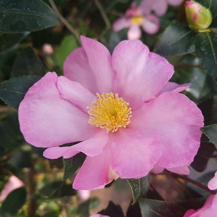 Camellia sasanqua 'Maiden's Blush' ~ Maiden's Blush Camellia-ServeScape