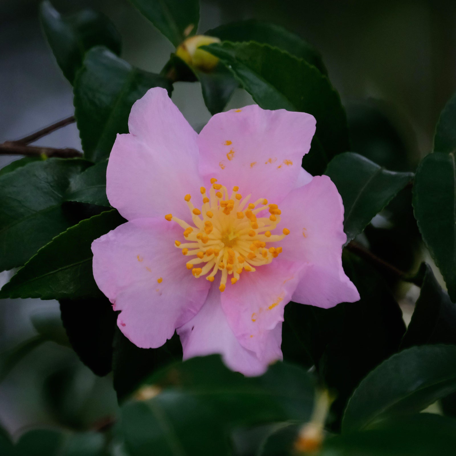 Camellia sasanqua 'Maiden's Blush' ~ Maiden's Blush Camellia - Delivered By ServeScape