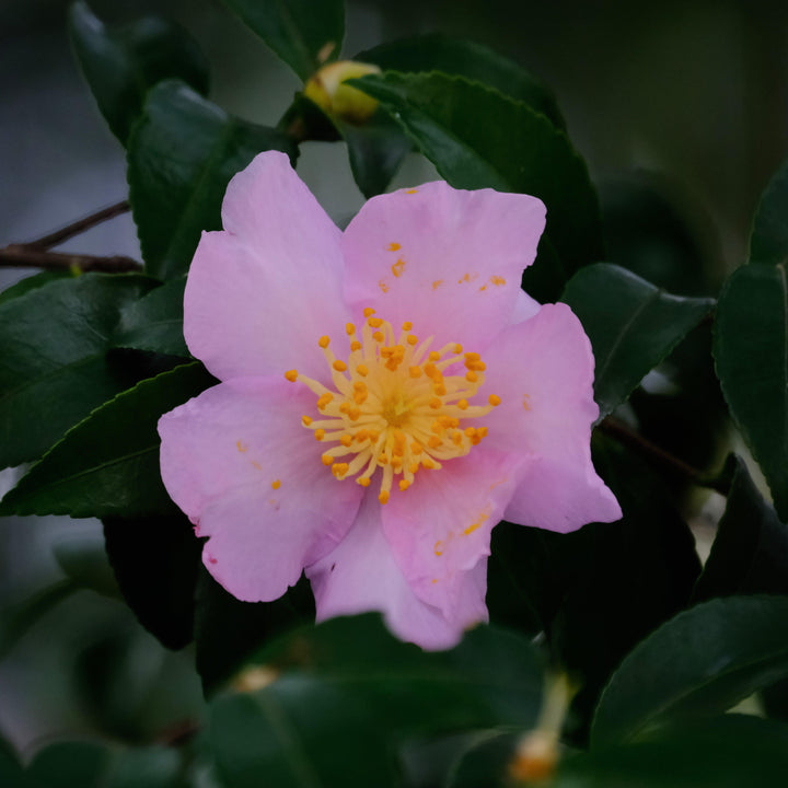 Camellia sasanqua 'Maiden's Blush' ~ Maiden's Blush Camellia - Delivered By ServeScape