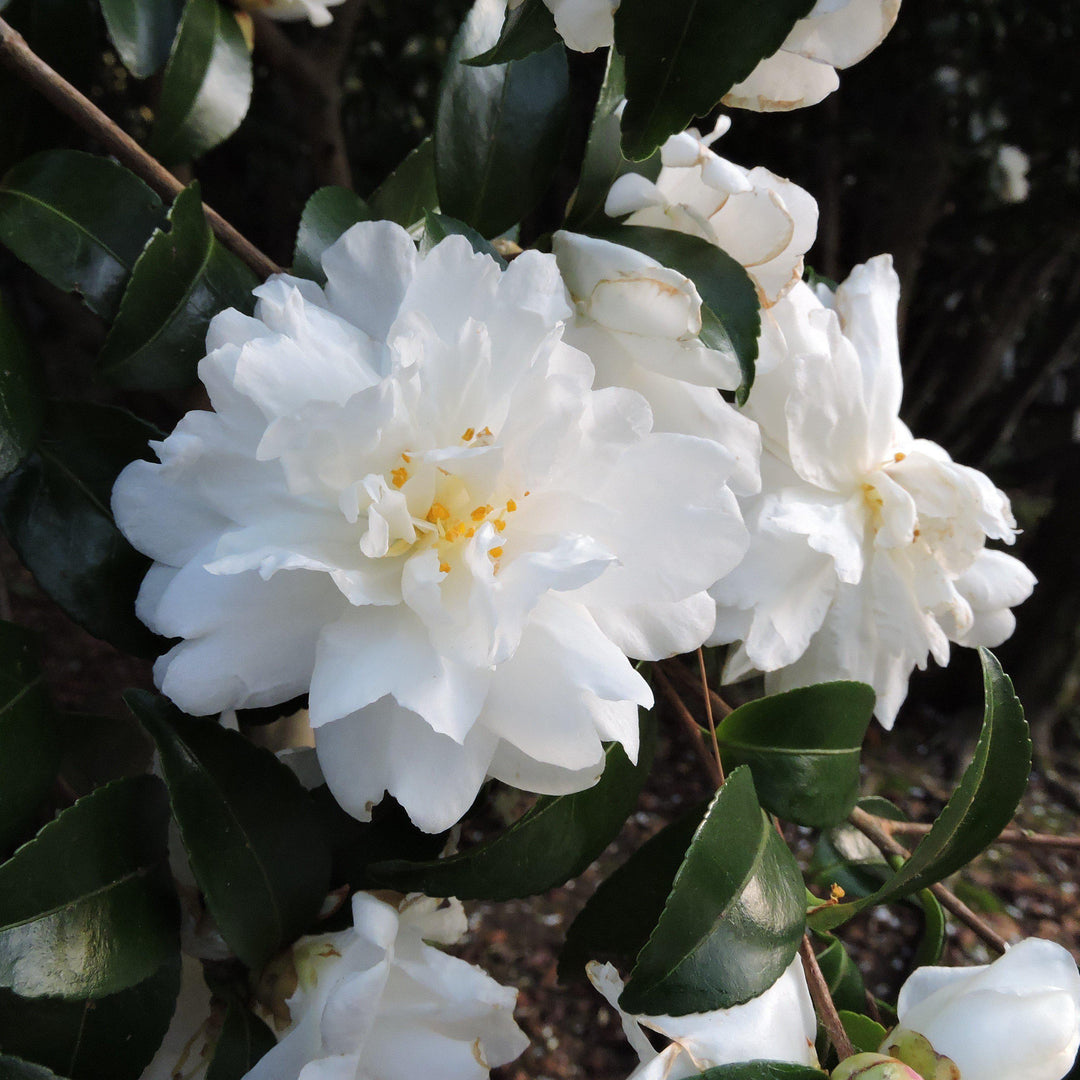 Camellia sasanqua 'Mine-No-Yuki' ~ White Doves Camellia - Delivered By ServeScape
