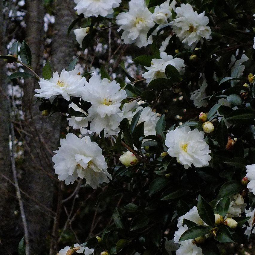 Camellia sasanqua 'Mine-No-Yuki' ~ White Doves Camellia-ServeScape