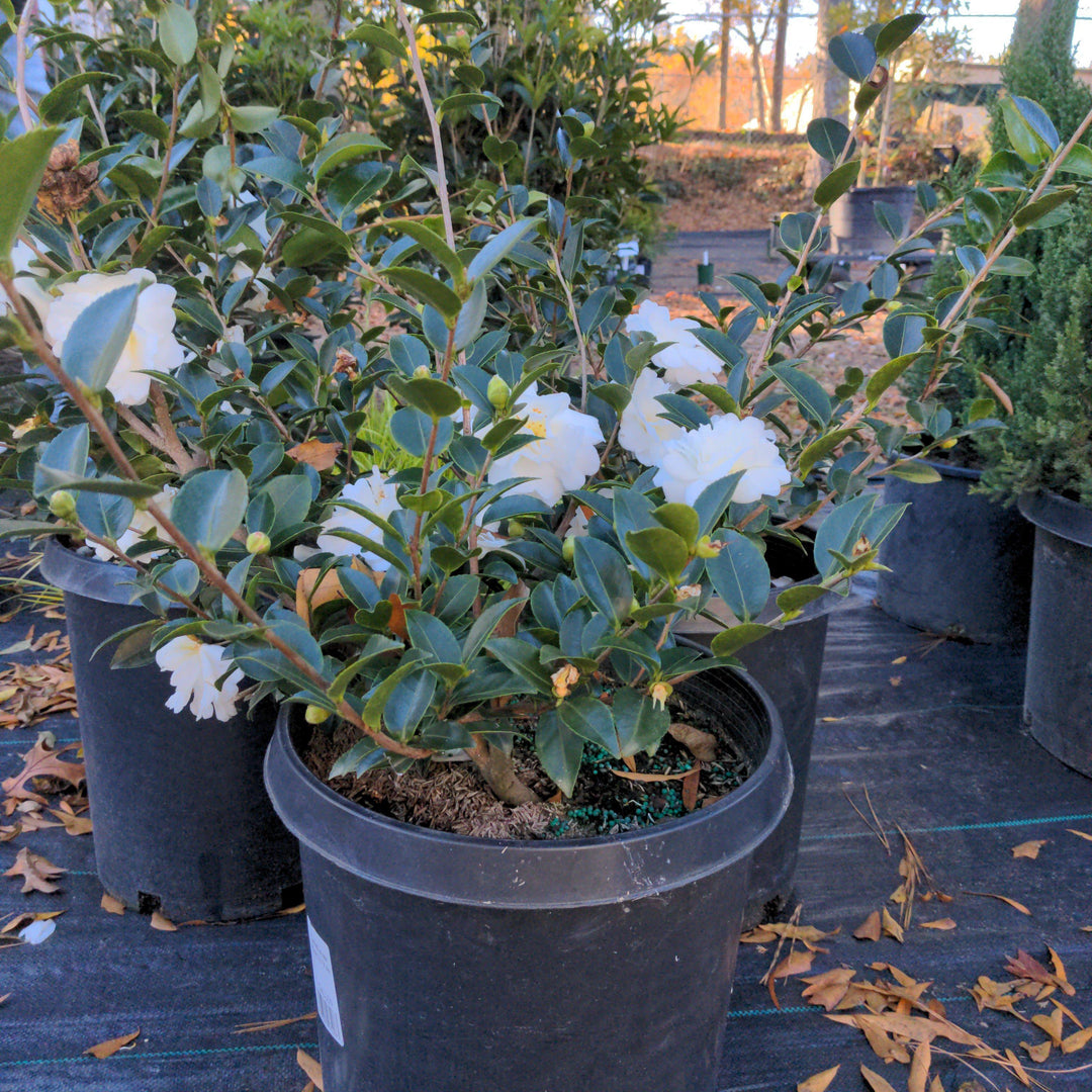 Camellia sasanqua 'Mine-No-Yuki' ~ White Doves Camellia-ServeScape