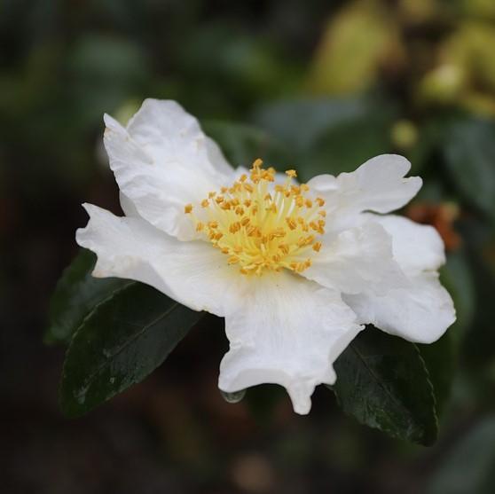 Camellia sasanqua 'Northern Exposure' ~ Northern Exposure Camellia-ServeScape