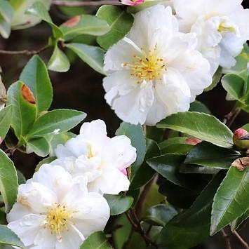 Camellia sasanqua 'Northern Exposure' ~ Northern Exposure Camellia-ServeScape