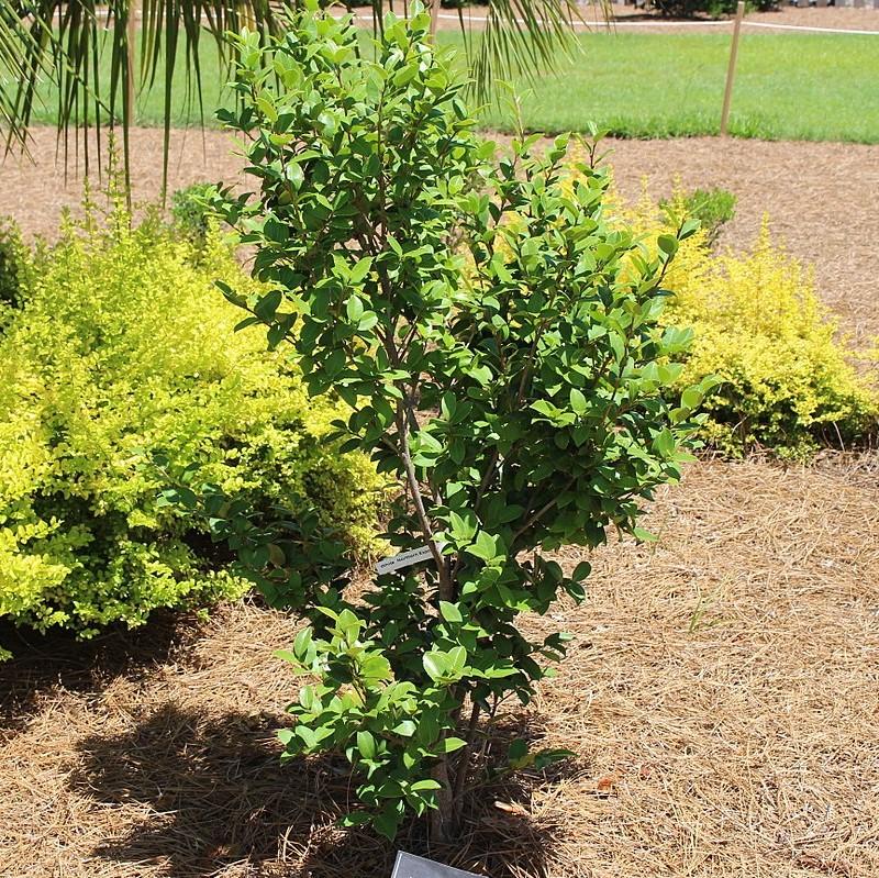 Camellia sasanqua 'Northern Exposure' ~ Northern Exposure Camellia-ServeScape