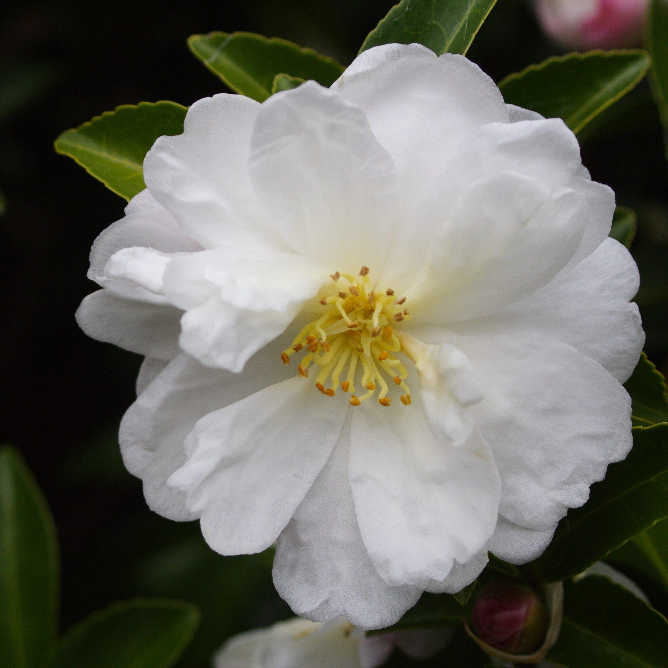 Northern Exposure Camellia - Camellia sasanqua 'Northern Exposure ...