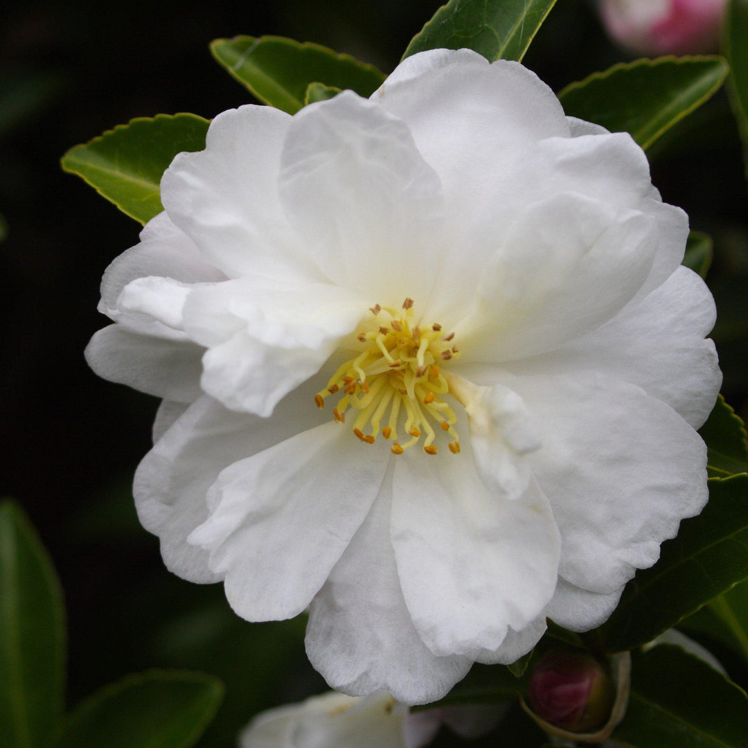 Camellia sasanqua 'Northern Exposure' ~ Northern Exposure Camellia - Delivered By ServeScape