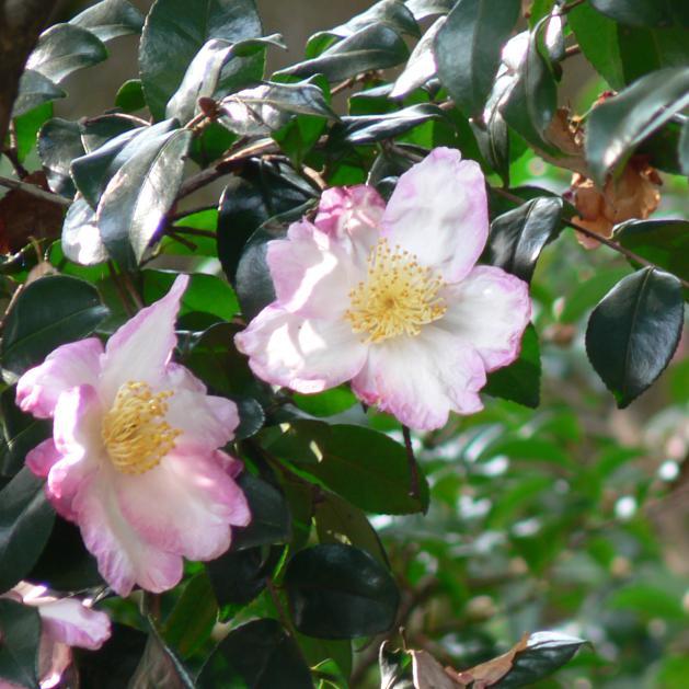 Camellia sasanqua 'Northern Lights' ~ Northern Lights Camellia-ServeScape
