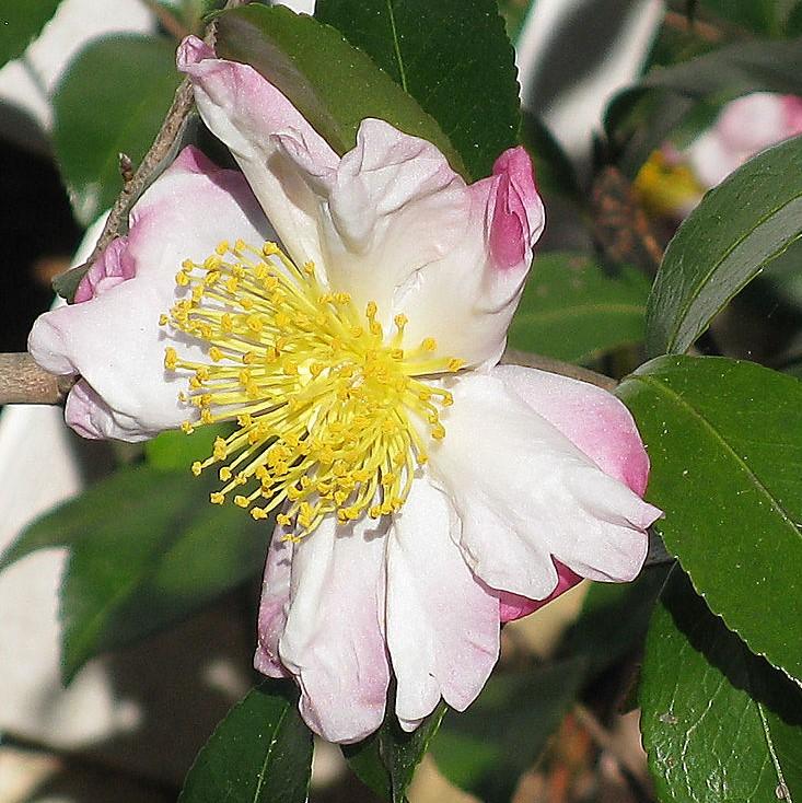 Camellia sasanqua 'Northern Lights' ~ Northern Lights Camellia-ServeScape