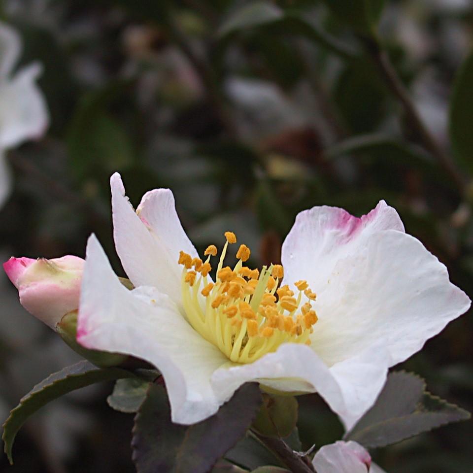 Camellia sasanqua 'Northern Lights' ~ Northern Lights Camellia-ServeScape