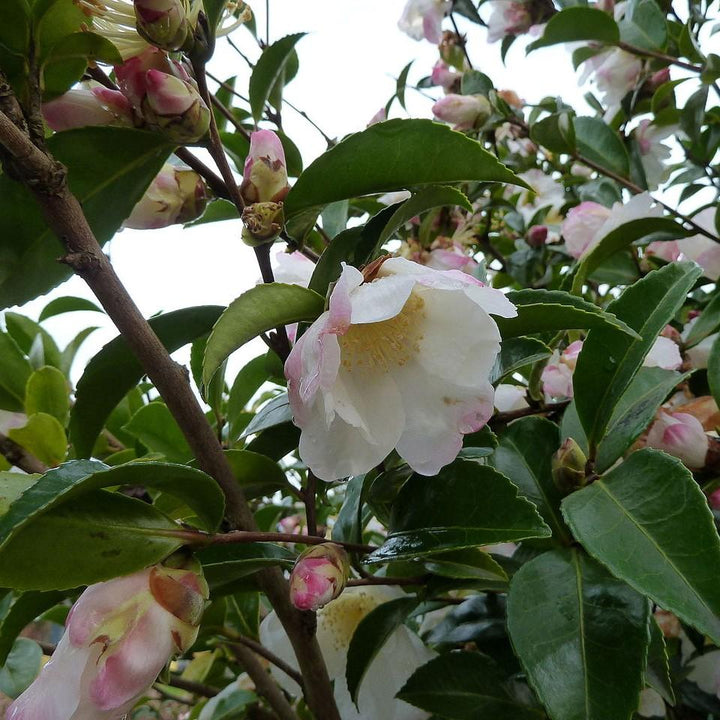 Camellia sasanqua 'Northern Lights' ~ Northern Lights Camellia-ServeScape