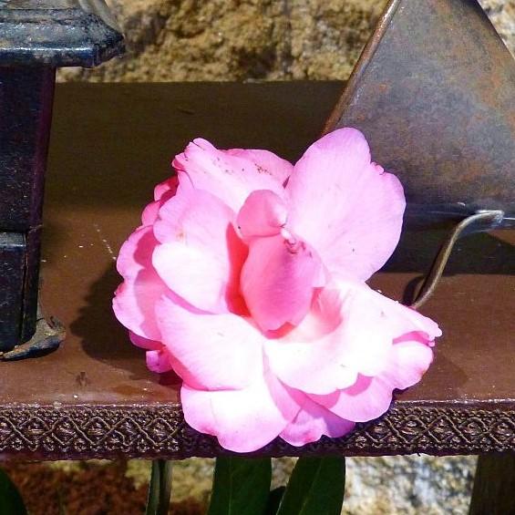 Camellia sasanqua 'Our Linda' ~ Our Linda Camellia-ServeScape