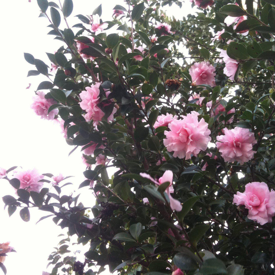 Camellia sasanqua 'Our Linda' ~ Our Linda Camellia-ServeScape