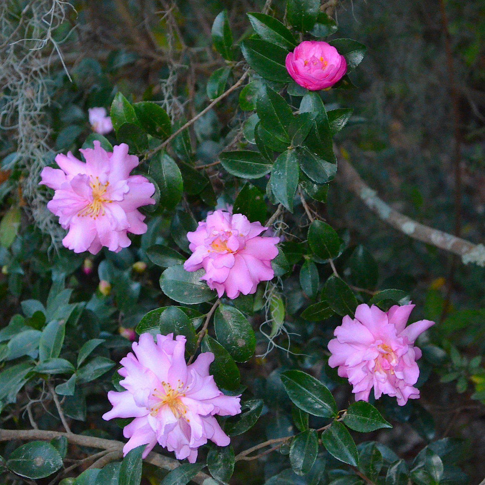 Camellia sasanqua 'Pink Snow' ~ Pink Snow Camellia-ServeScape