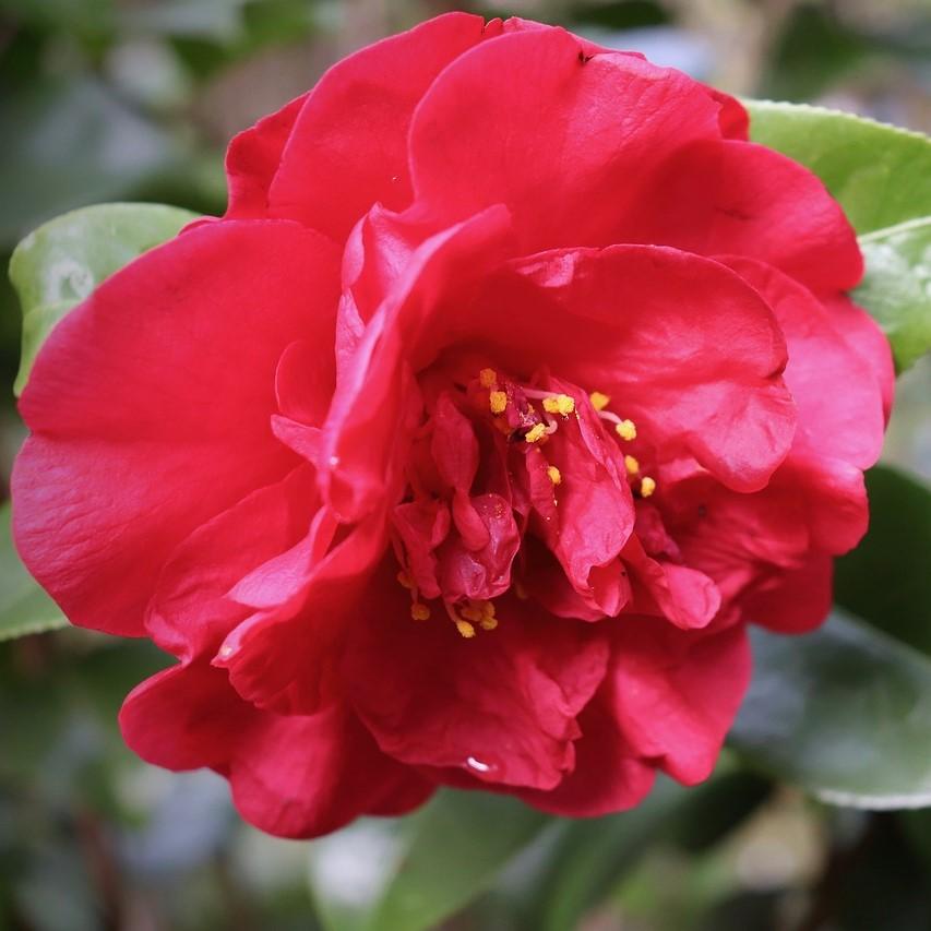 Camellia sasanqua 'Reverend Ida' ~ Reverend Ida Camellia - Delivered By ServeScape