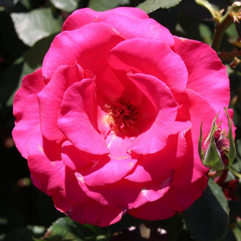 Camellia sasanqua 'Rose of Autumn' ~ Rose of Autumn Camellia-ServeScape
