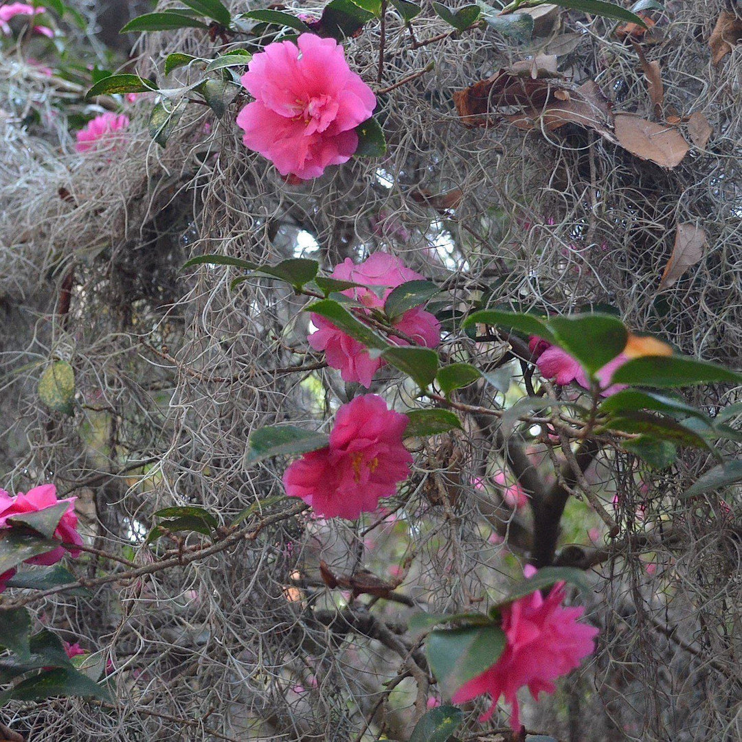 Camellia sasanqua 'Rose of Autumn' ~ Rose of Autumn Camellia-ServeScape