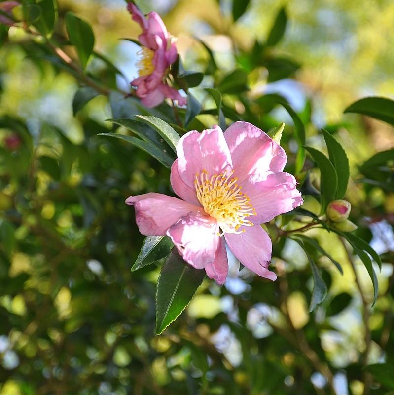 Camellia sasanqua 'Rosea' ~ Rosea Camellia-ServeScape