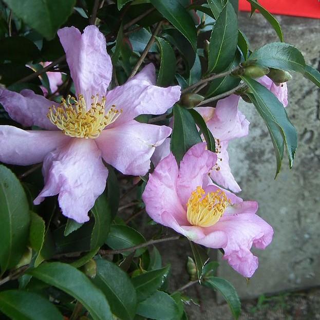 Camellia sasanqua 'Rosea' ~ Rosea Camellia-ServeScape