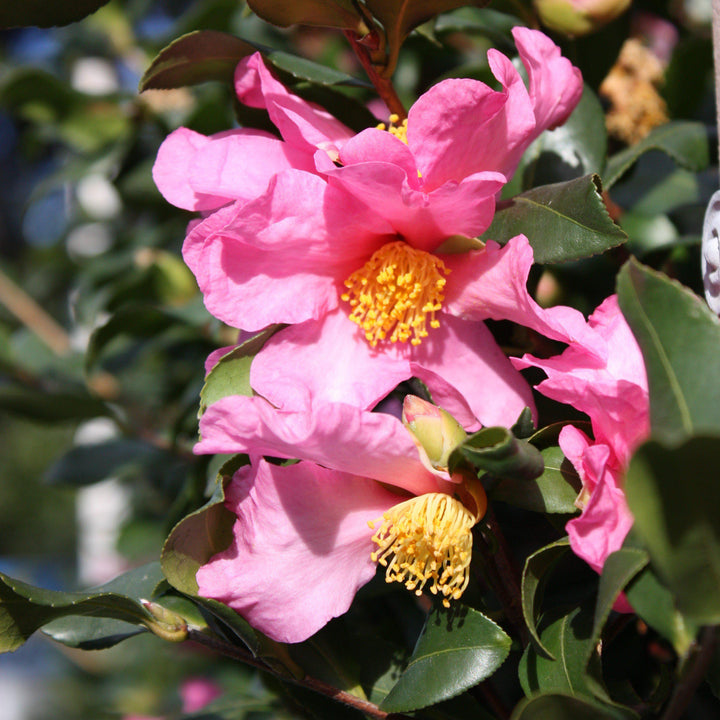Camellia sasanqua 'Rosea' ~ Rosea Camellia - Delivered By ServeScape