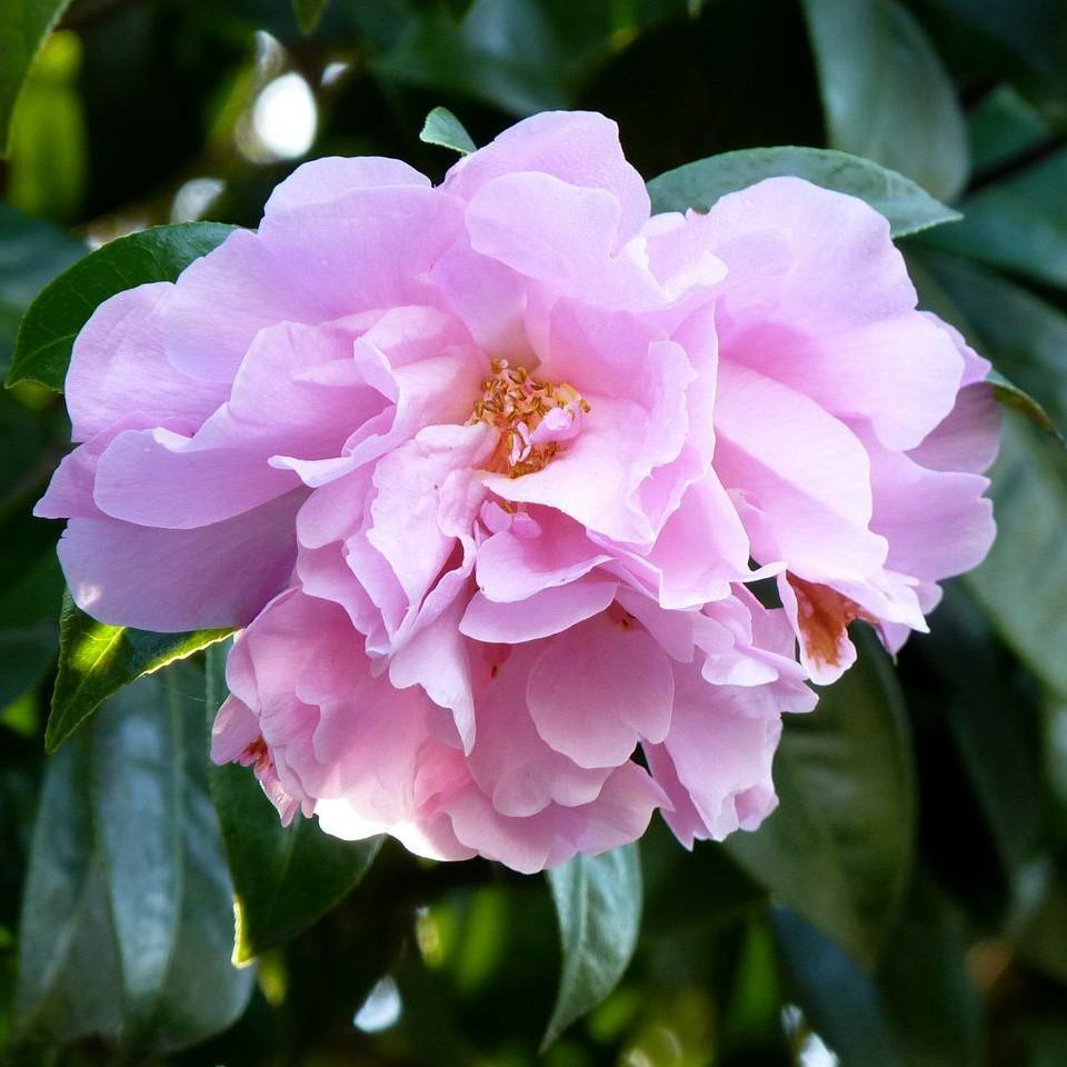 Camellia sasanqua 'Sarrel' ~ Sarrel Camellia-ServeScape