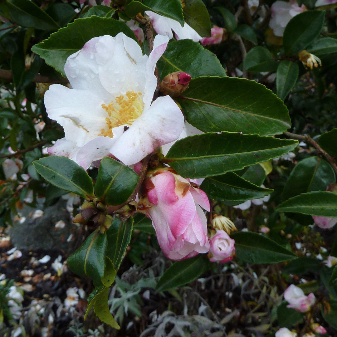 Camellia sasanqua ~ Sasanqua Camellia-ServeScape