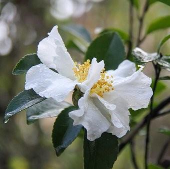 Camellia sasanqua ~ Sasanqua Camellia, White-ServeScape