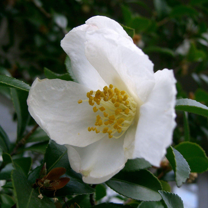 Camellia sasanqua ~ Sasanqua Camellia, White-ServeScape