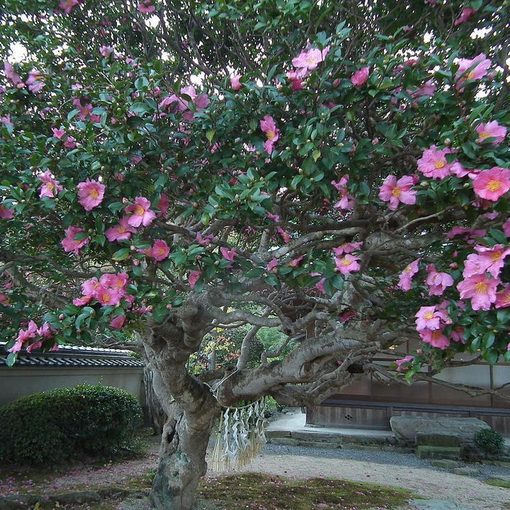 Camellia sasanqua ~ Sassanqua Camellia, Pink-ServeScape