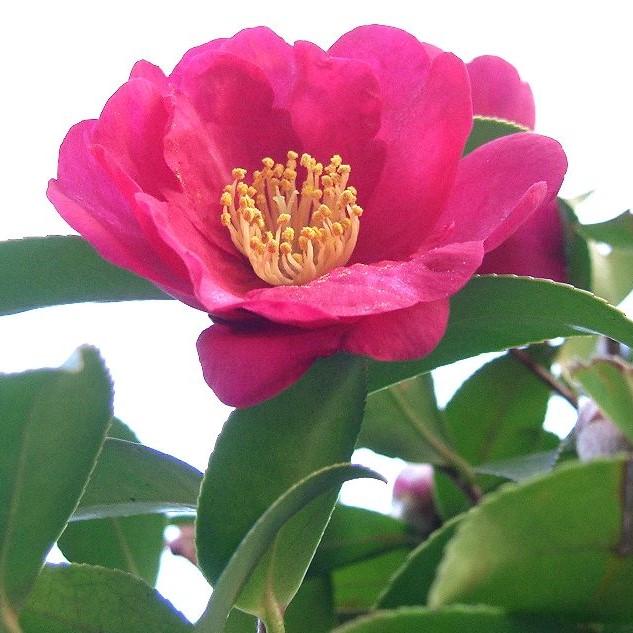 Camellia sasanqua ~ Sassanqua Camellia, Pink-ServeScape